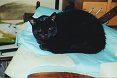 In ricordo del gatto che dormiva sul costume di Riccardo